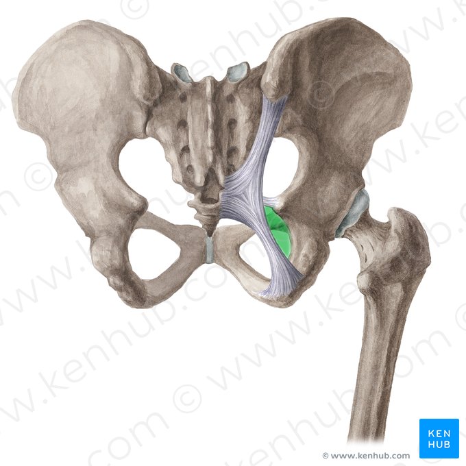 Petit foramen ischiatique (Foramen ischiadicum minus); Image : Liene Znotina