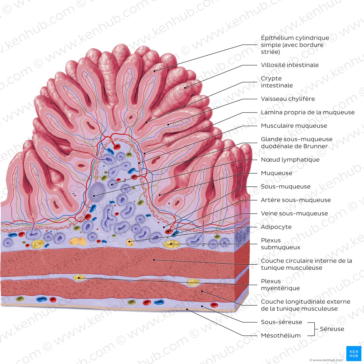 Structure histologique du duodénum (schéma)