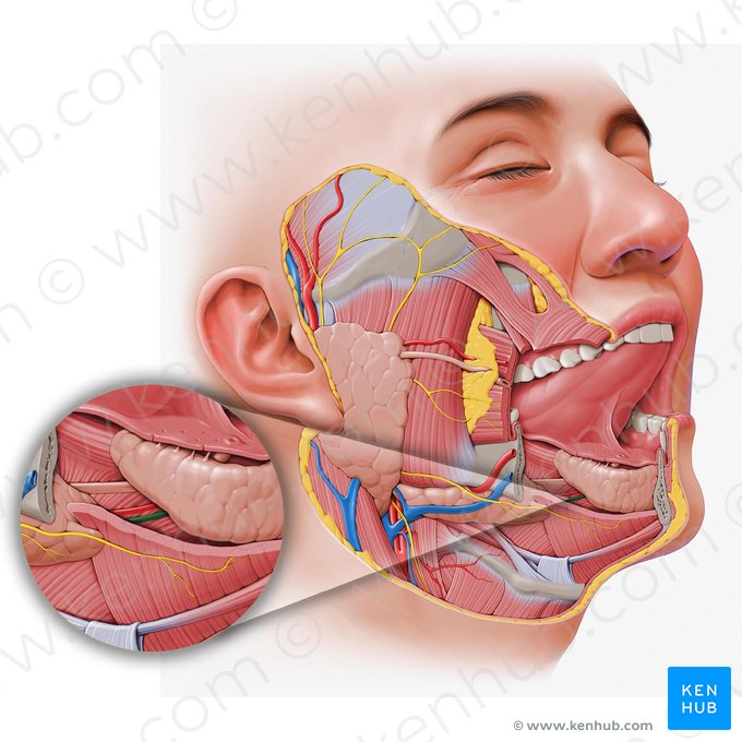 Sublingual vein (Vena sublingualis); Image: Paul Kim