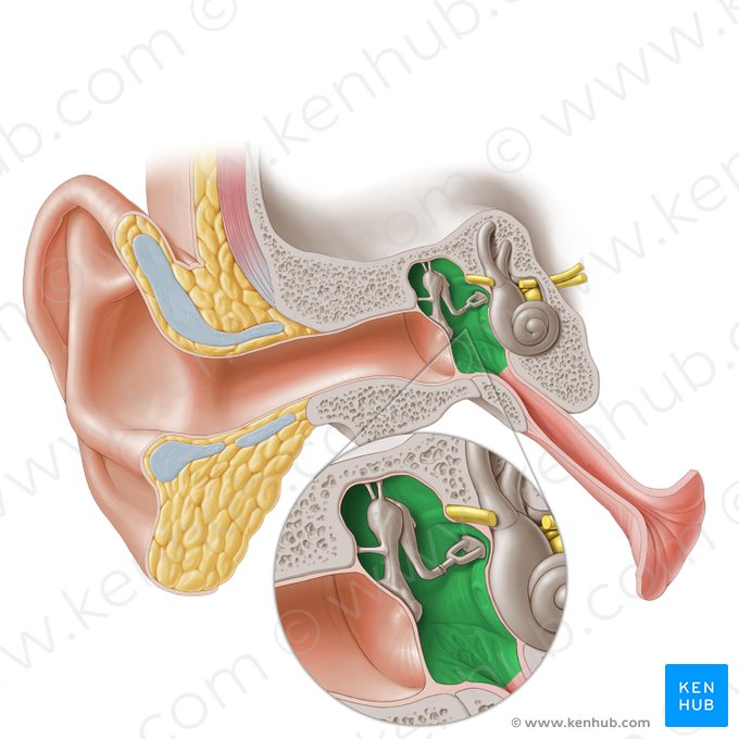 Tympanic cavity (Cavitas tympani); Image: Paul Kim