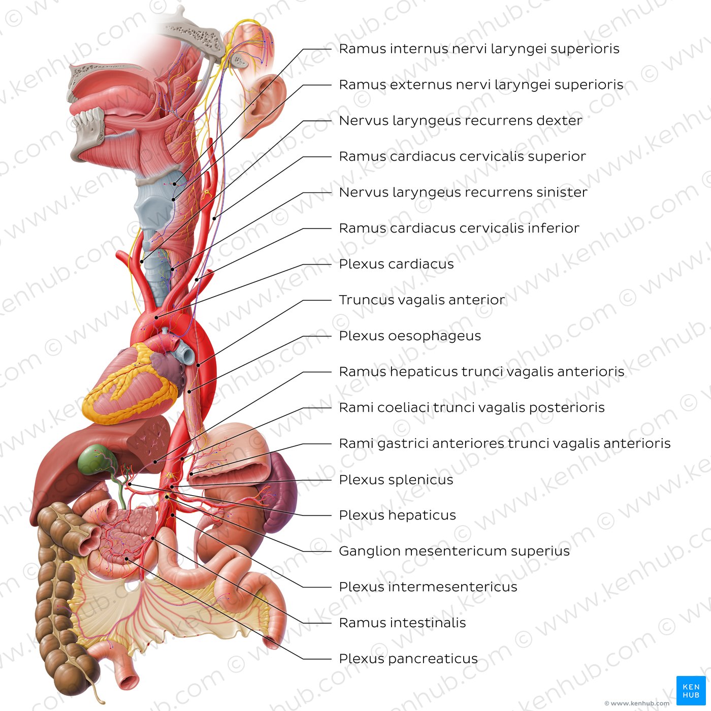 Nervus vagus