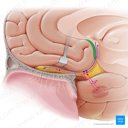 Paraterminal gyrus (Gyrus paraterminalis); Image: Paul Kim