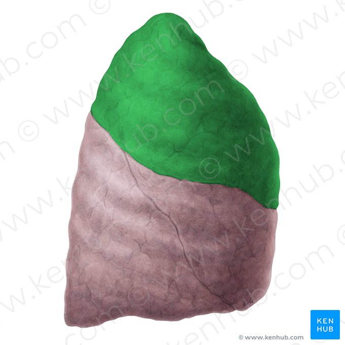 Lobus superior pulmonis dextri (Oberlappen der rechten Lunge); Bild: Yousun Koh