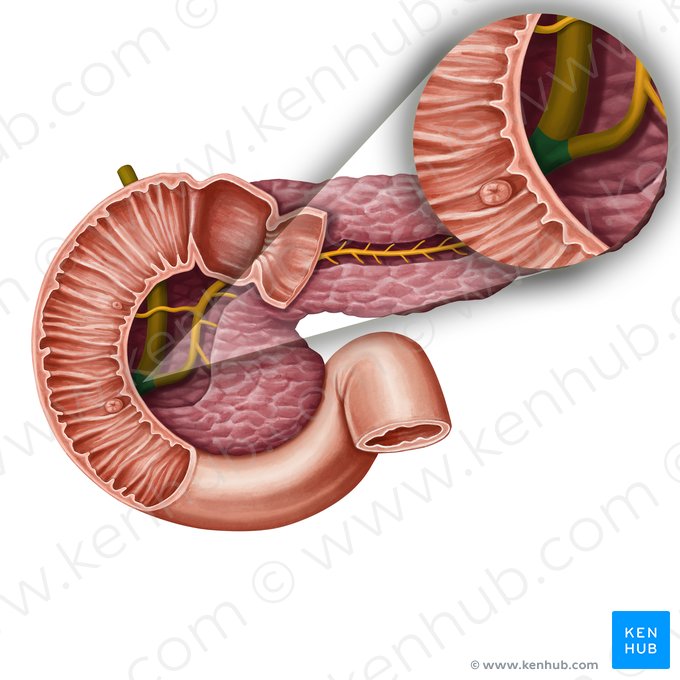 Hepatopancreatic ampulla (Ampulla hepatopancreatica); Image: Irina Münstermann