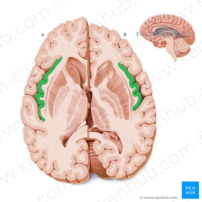 Insula; Image: Paul Kim