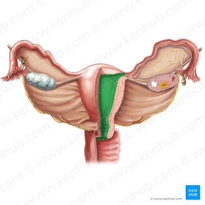 Endometrium; Image: Samantha Zimmerman
