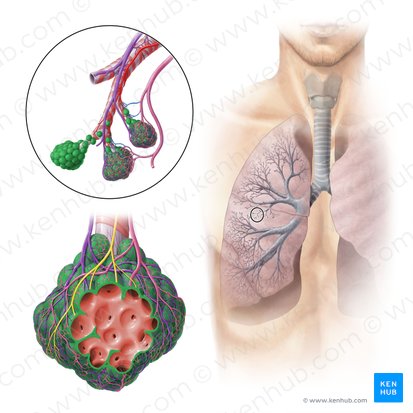 Alveolus (Alveolus pulmonis); Image: Paul Kim
