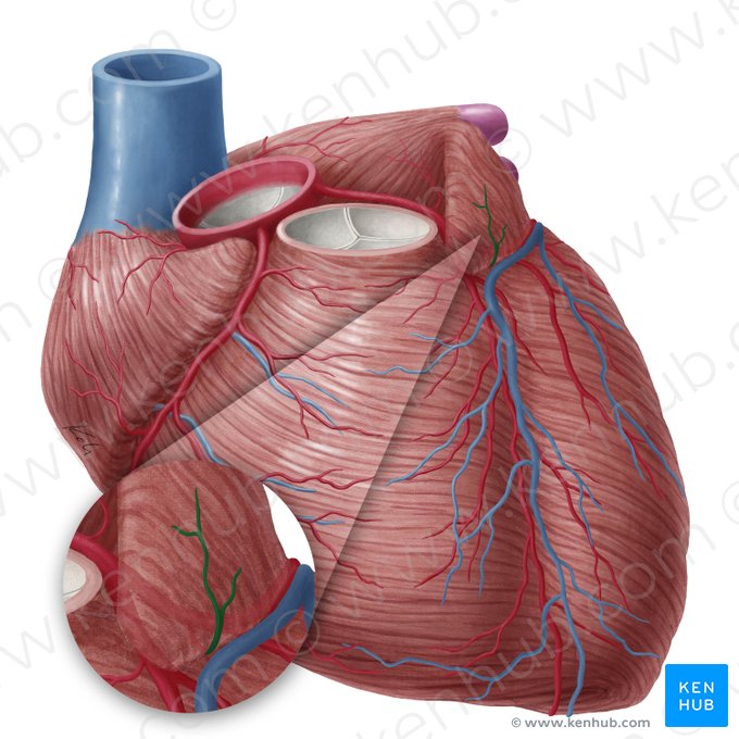 Atrial branch of circumflex artery of heart (Ramus atrialis arteriae circumflexae cordis); Image: Yousun Koh