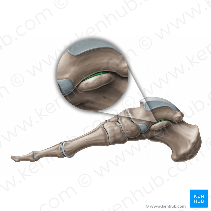 Subtalar joint (Articulatio subtalaris); Image: Paul Kim