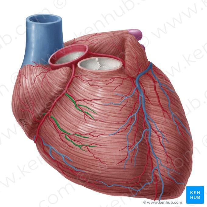 Venae anteriores ventriculi dextri (Vordere Venen der rechten Herzkammer); Bild: Yousun Koh