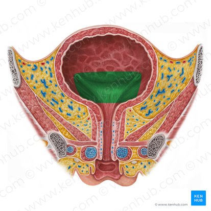 Fundus of urinary bladder (Fundus vesicae urinariae); Image: Irina Münstermann