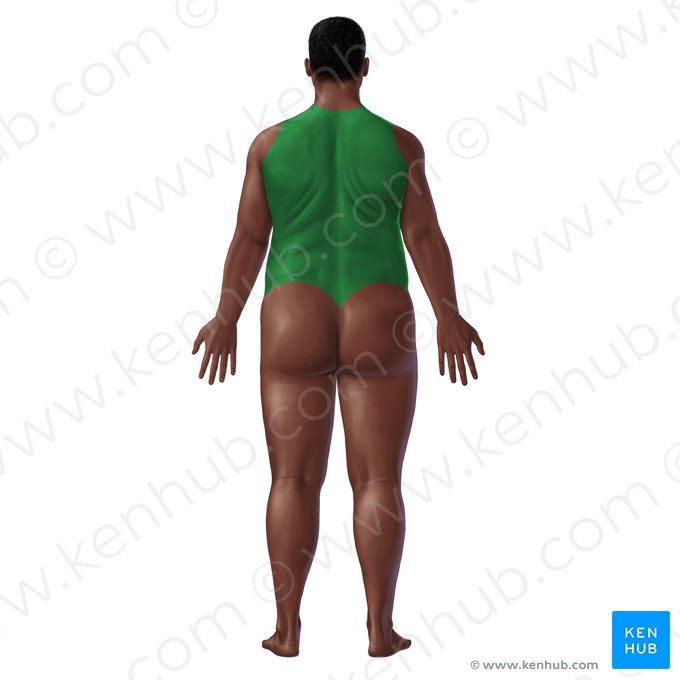 Back (Dorsum); Image: Paul Kim