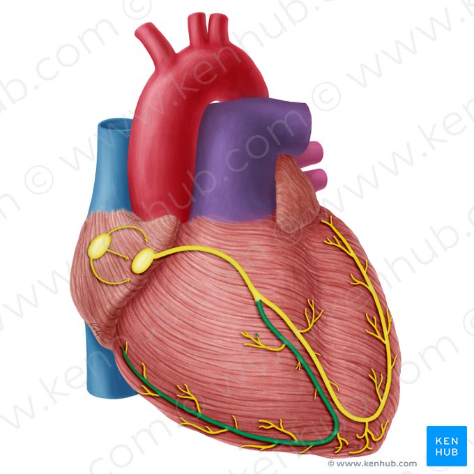 Right branch of atrioventricular bundle (Crus dextrum fasciculi atrioventricularis); Image: Yousun Koh