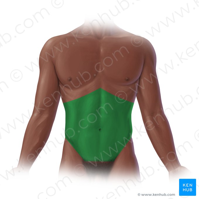 Abdomen; Image: Paul Kim