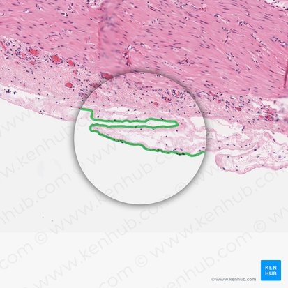 Mesothelium of visceral peritoneum (Mesothelium peritonei visceralis); Image: 