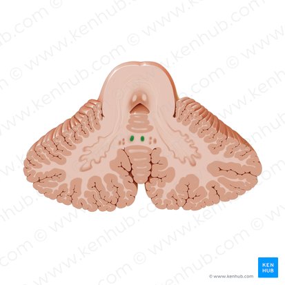Fastigial nucleus (Nucleus fastigii); Image: Paul Kim
