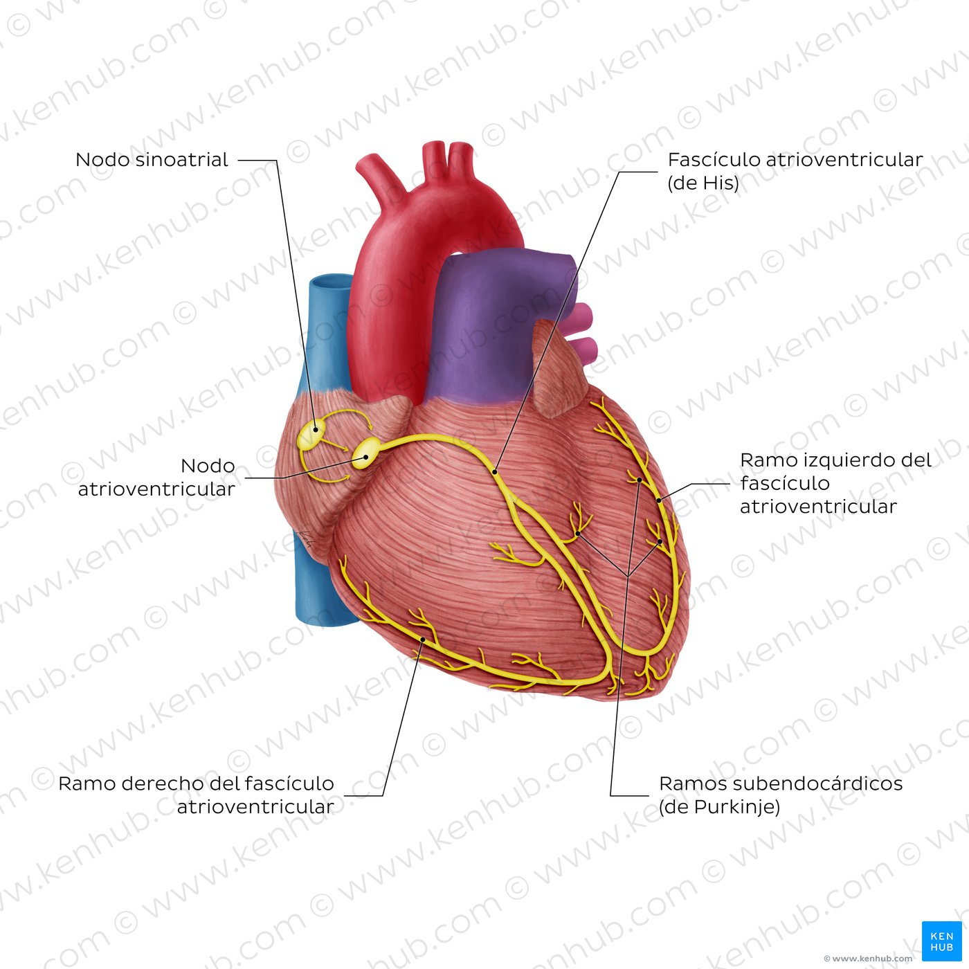 Sistema de conducción del corazón