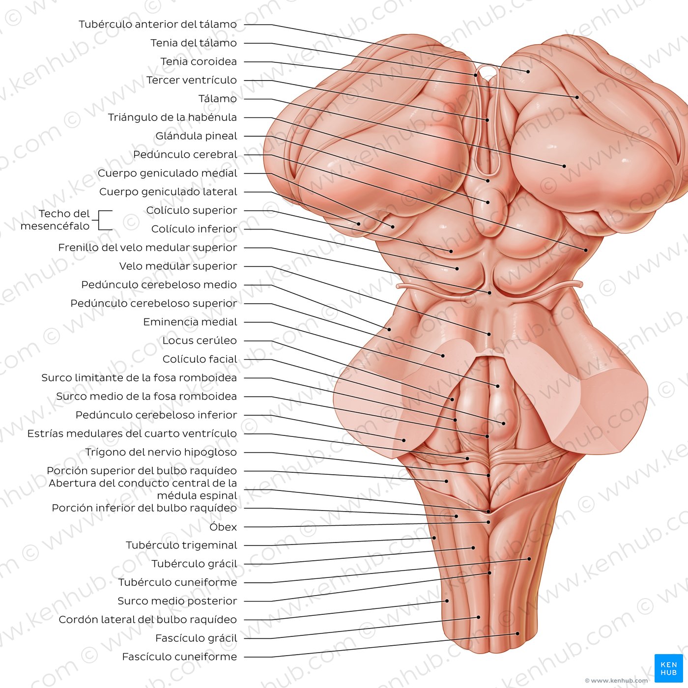 Perspectiva posterior del tronco encefálico