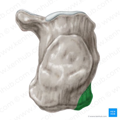 Processo lateral da tuberosidade calcânea (Processus lateralis tuberis calcanei); Imagem: Samantha Zimmerman