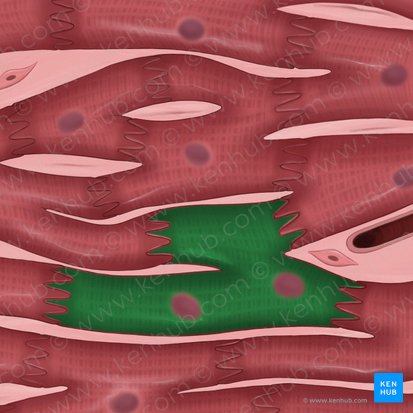 Sarcoplasm (Sarcoplasma); Image: Tal Bavli Ziv