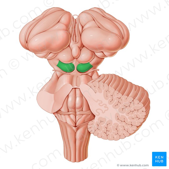 Inferior colliculus (Colliculus inferior); Image: Paul Kim