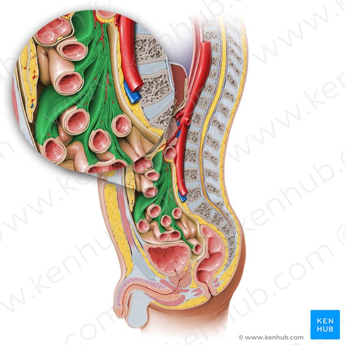 Mesentery (Mesenterium); Image: Paul Kim