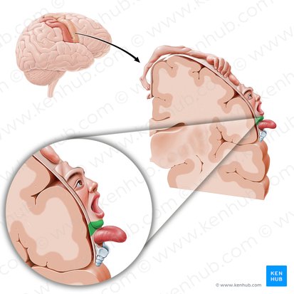 Corteza motora del mentón (Cortex motorius regionis mentalis); Imagen: Paul Kim