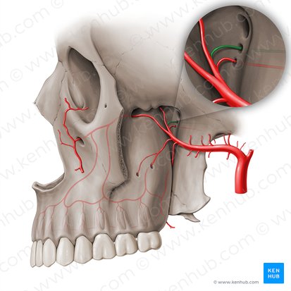 Artery of pterygoid canal (Arteria canalis pterygoidei); Image: Paul Kim