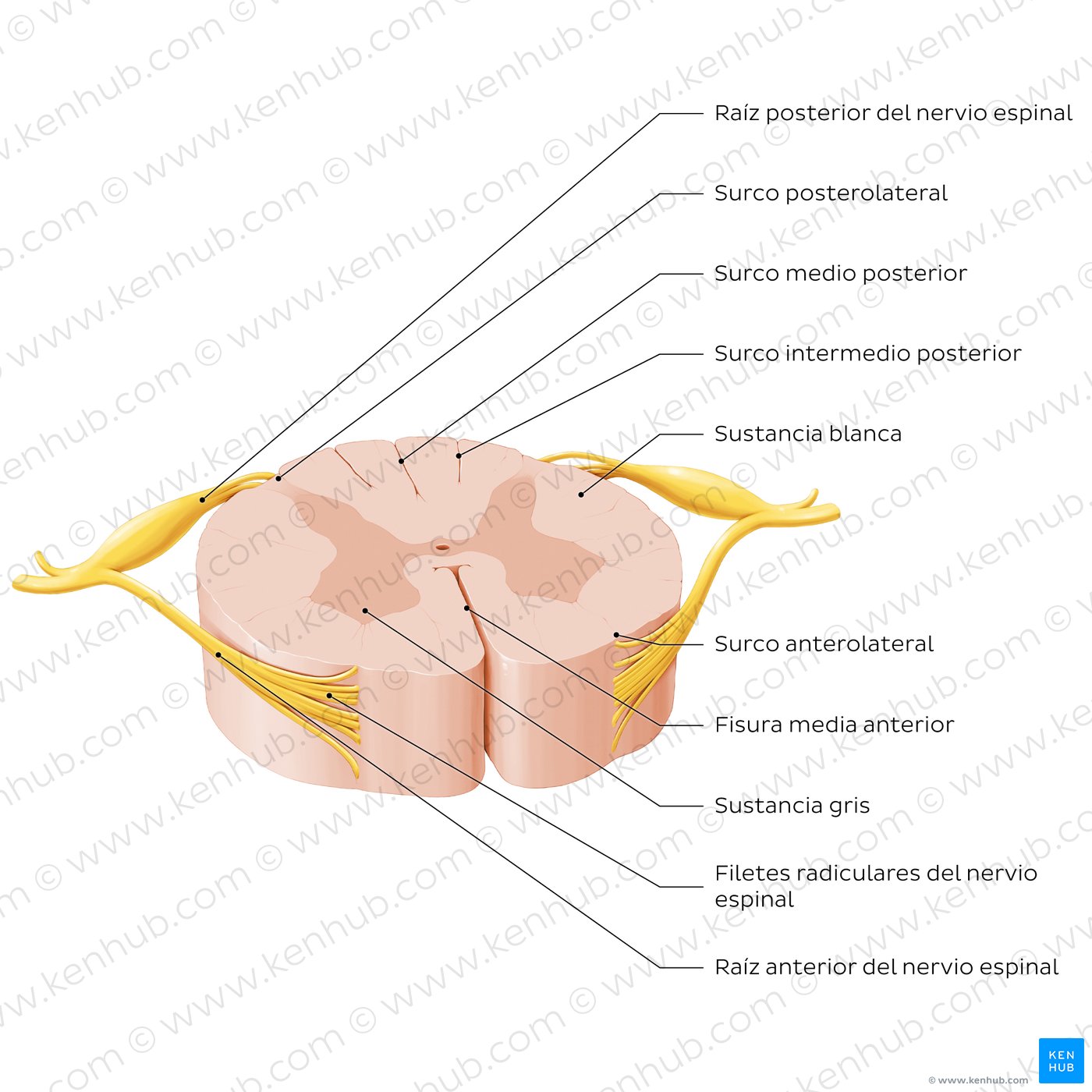 Corte transversal de la médula espinal (Estructura externa)