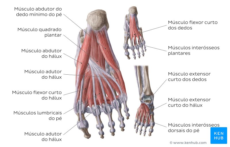 Músculos do dorso do pé