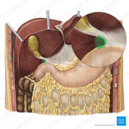 Omental foramen (Foramen omentale); Image: Irina Münstermann