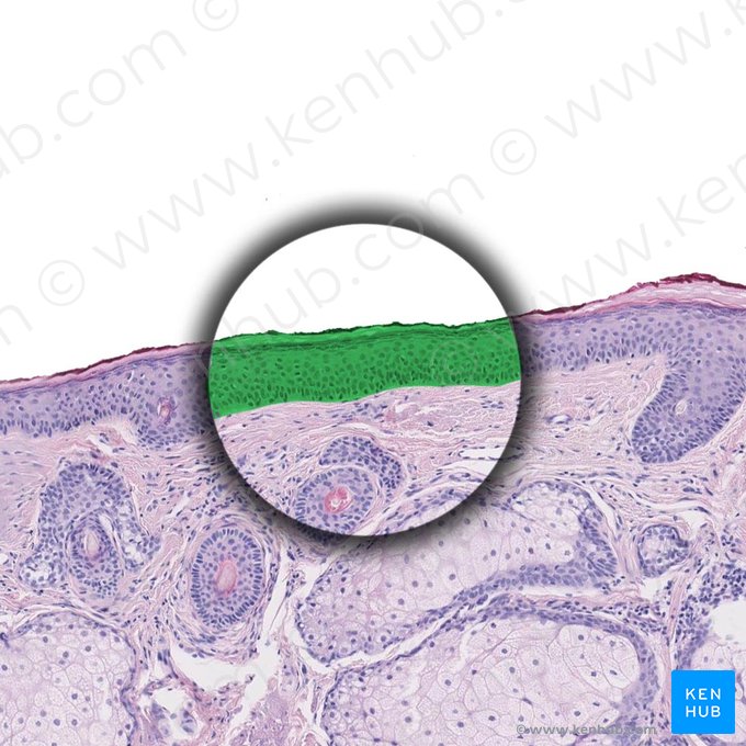 Epidermis; Bild: 