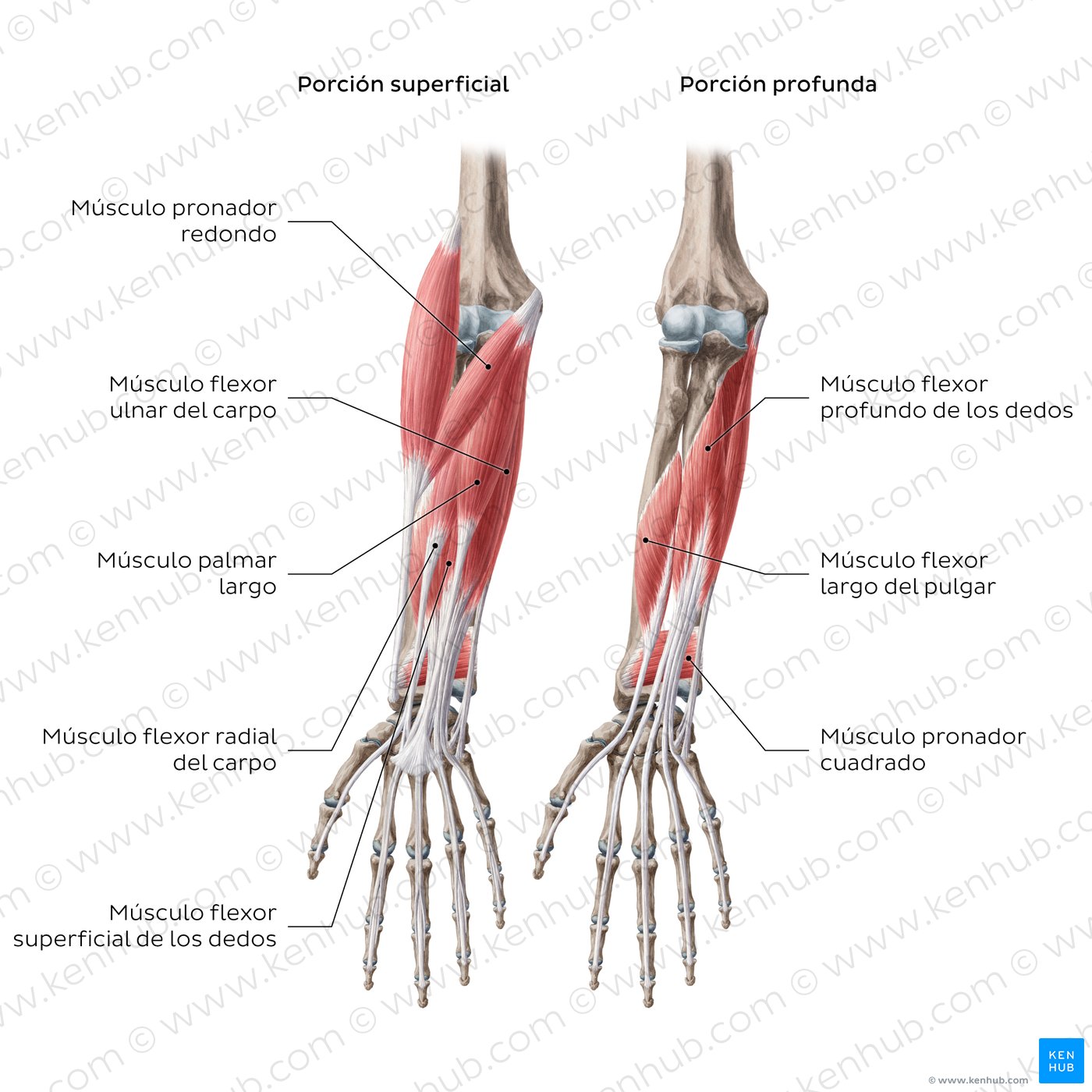 Diagram of the forearm flexors