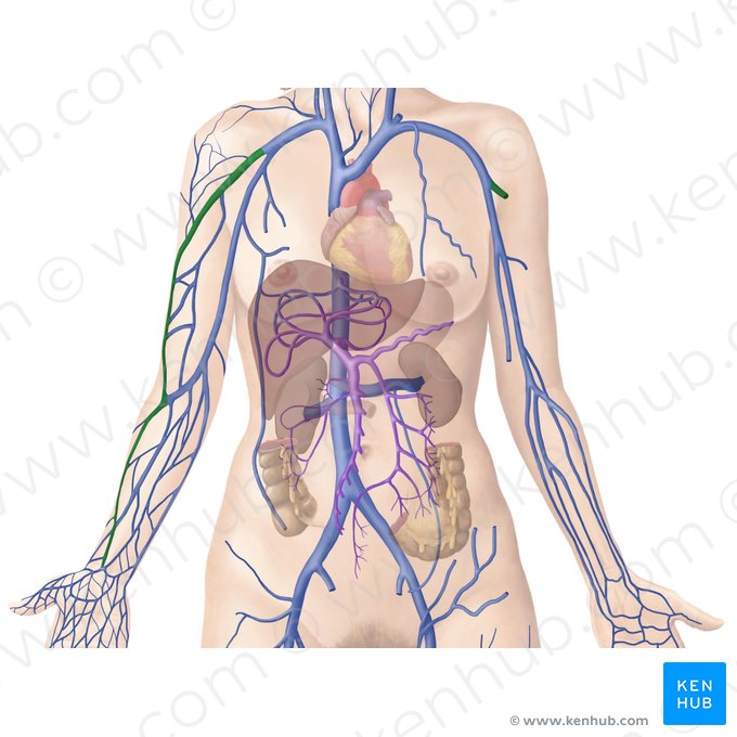 Cephalic vein (Vena cephalica); Image: Begoña Rodriguez