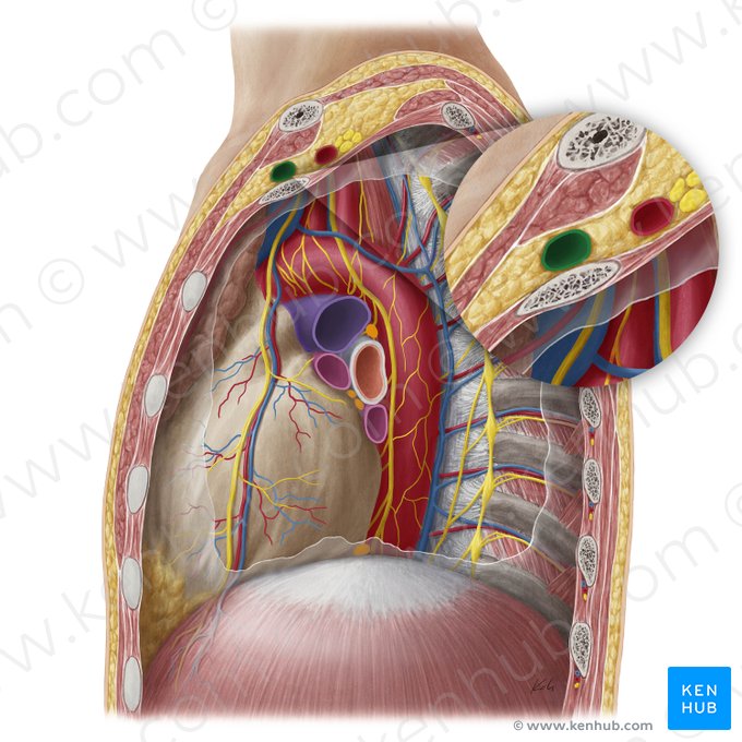 Left subclavian vein (Vena subclavia sinistra); Image: Yousun Koh