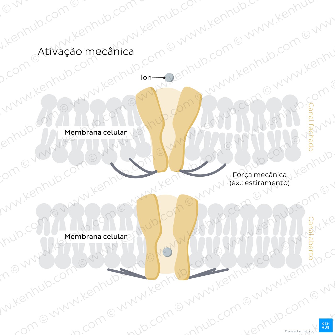 Mechanical-gated ion channels