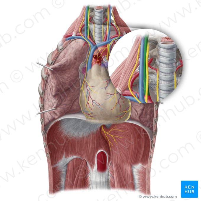 Right common carotid artery (Arteria carotis communis dextra); Image: Yousun Koh
