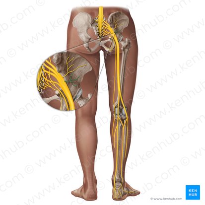 Inferior gluteal nerve (Nervus gluteus inferior); Image: Irina Münstermann