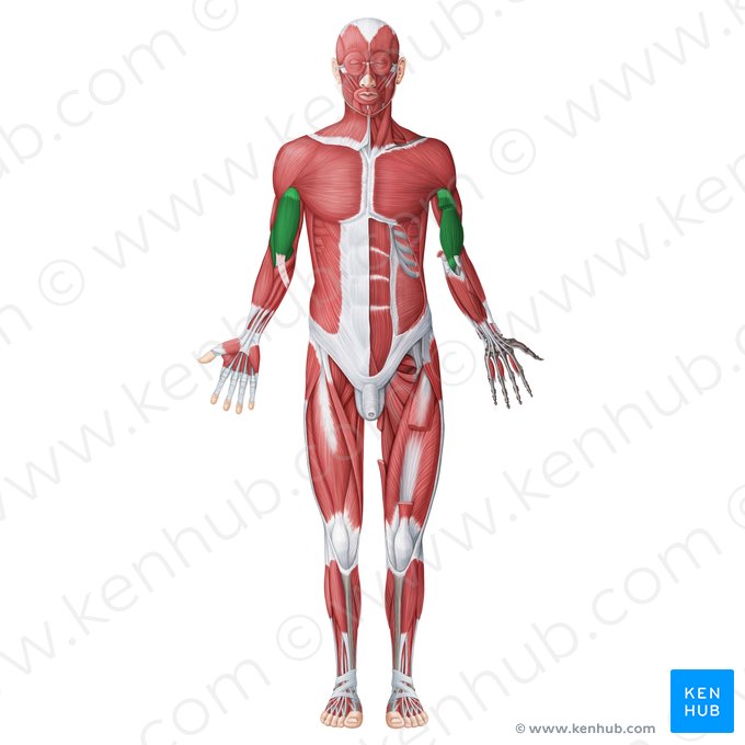 Anterior (flexor) muscles of arm (Musculi anteriores (flexores) brachii); Image: Irina Münstermann