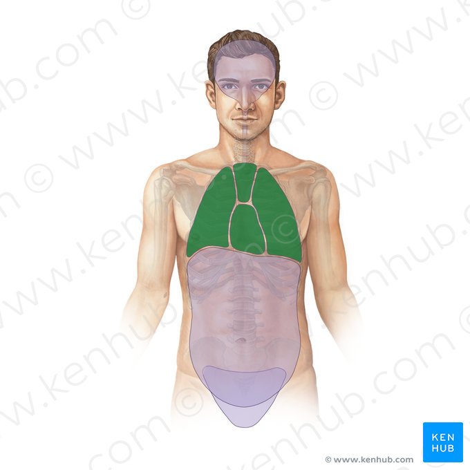 Thoracic cavity (Cavitas thoracis); Image: Paul Kim