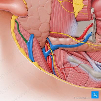 Veine auriculaire postérieure (Vena auricularis posterior); Image : Paul Kim