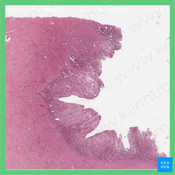 Late proliferative phase (Uterus) (Phasis proliferativa tarda (Uterus)); Image: 