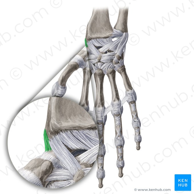 Radial collateral ligament of wrist joint (Ligamentum collaterale radiale carpi); Image: Yousun Koh