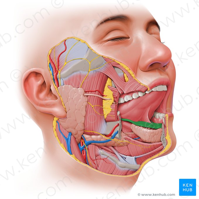Sublingual fold (Plica sublingualis); Image: Paul Kim