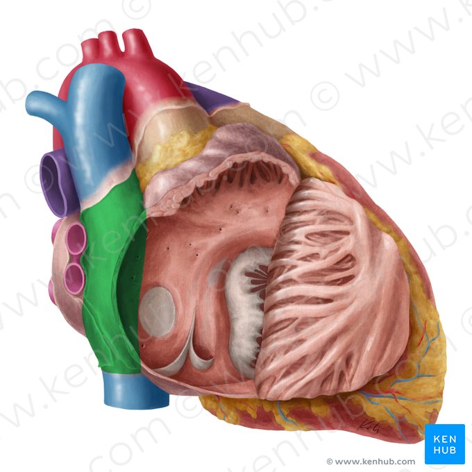 Sinus of venae cavae (Sinus venarum cavarum); Image: Yousun Koh