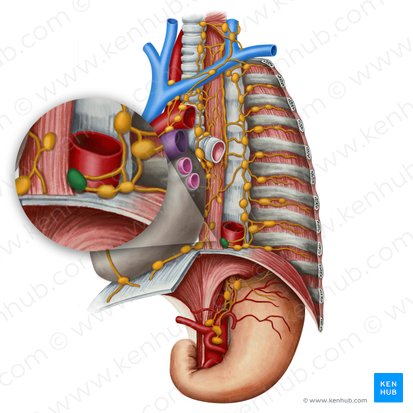 Interaorticoesophageal lymph node (Nodus lymphoideus interaorticooesophagealis); Image: Irina Münstermann