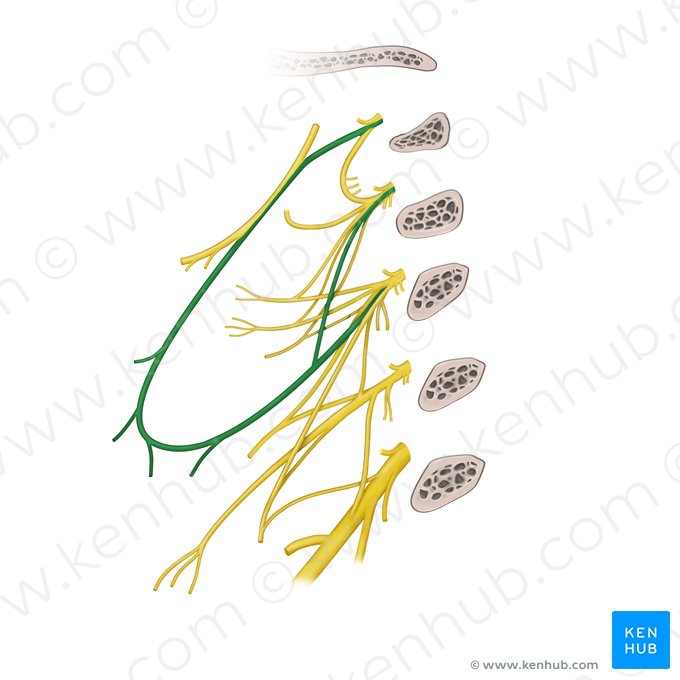 Ansa cervicalis (Halsnervenschlinge); Bild: Begoña Rodriguez
