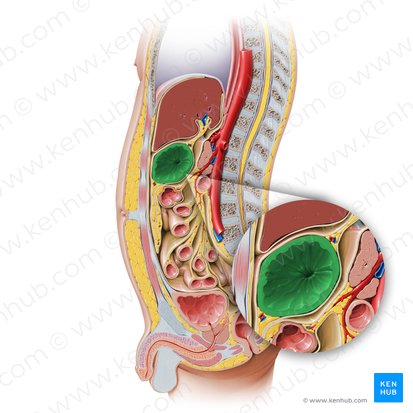 Stomach (Gaster); Image: Paul Kim