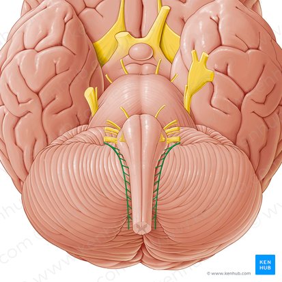 Accessory nerve (Nervus accessorius); Image: Paul Kim