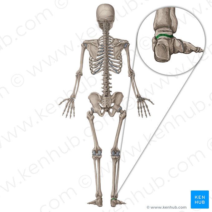 Subtalar joint (Articulatio subtalaris); Image: Irina Münstermann